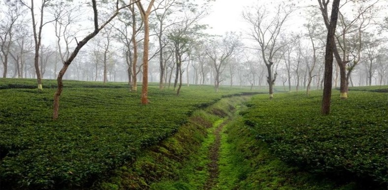 Tea Garden