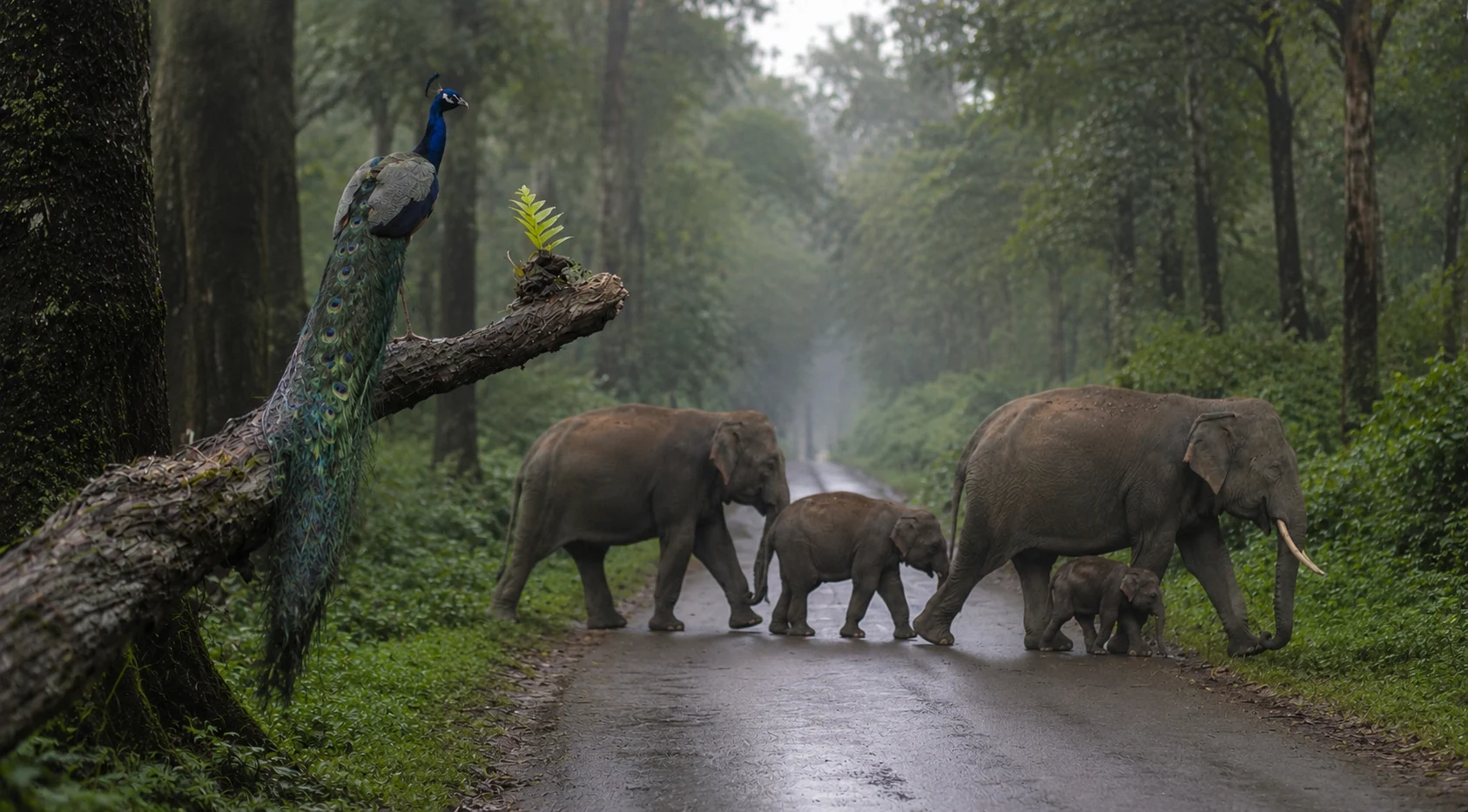 Wild beauty